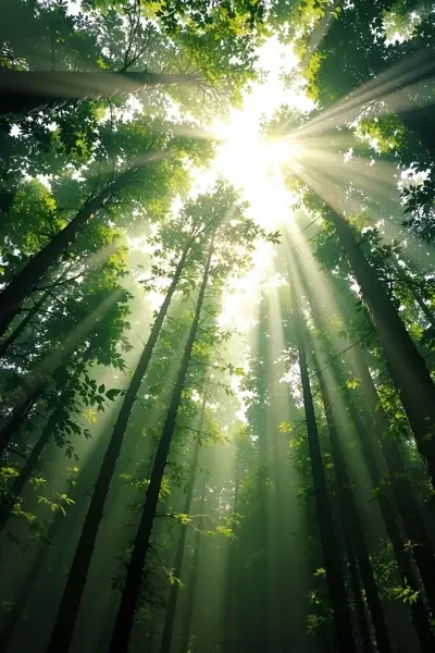 森林之歌 - 黄牛视频 黄牛视频 - 森林之歌(纪录片)封面海报